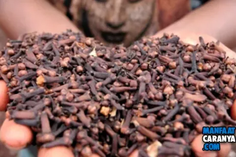 Harga Cengkeh Basah dan Kering per Kg