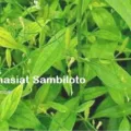 Khasiat Dan Manfaat Sambiloto