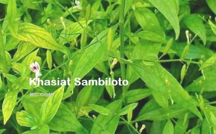 Khasiat Dan Manfaat Sambiloto