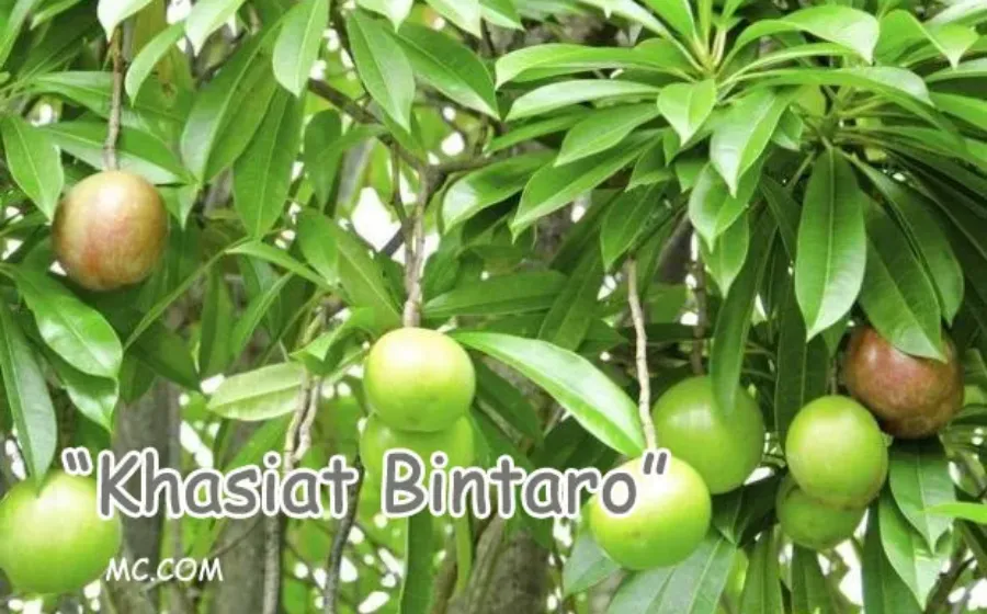 Khasiat Tumbuhan Bintaro Yang Ampuh