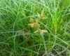 11 Fakta Mengejutkan Rumput Teki Yang Jarang Diketahui