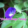 Manfaat Dan Khasiat Bunga Telang