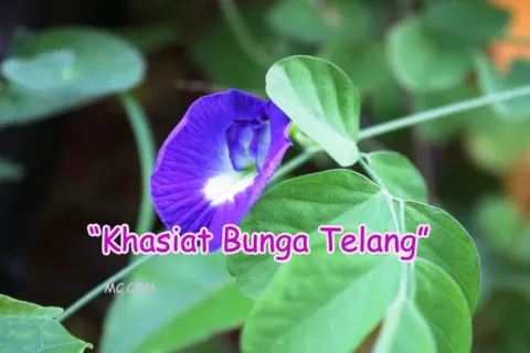 Manfaat Dan Khasiat Bunga Telang
