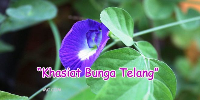Manfaat Dan Khasiat Bunga Telang