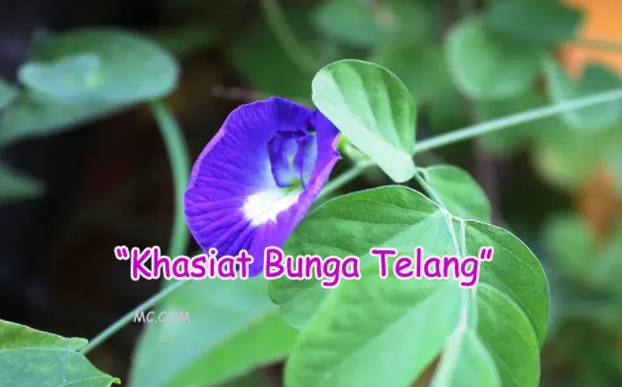 Manfaat Dan Khasiat Bunga Telang