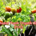 Manfaat Pupuk Organik Cair POC