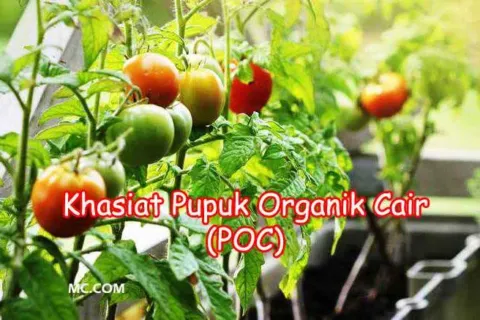 Manfaat Pupuk Organik Cair POC