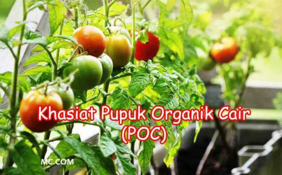Manfaat Pupuk Organik Cair POC