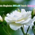 Kata Kata Singkatan Tentang Bulan Yang Romantis