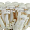 Cara Budidaya Jamur Tiram Bagi Pemula