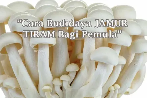 Cara Budidaya Jamur Tiram Bagi Pemula