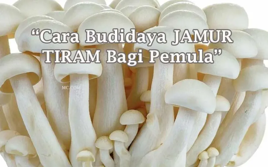 Cara Budidaya Jamur Tiram Bagi Pemula