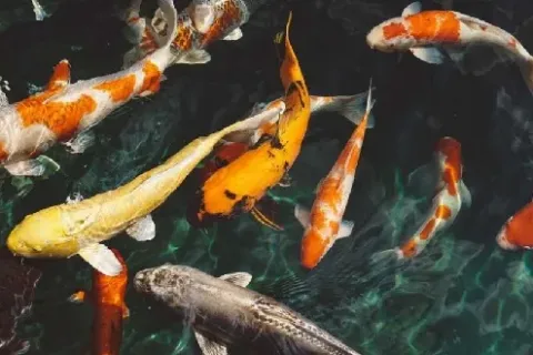 Daftar Harga Ikan Koi Terbaru Januari 2023, Jenis Ikan Terlaris, Pakan dan Cara Merawat
