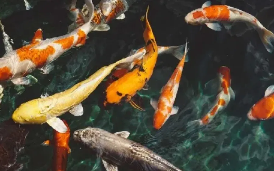 Daftar Harga Ikan Koi Terbaru Januari 2023, Jenis Ikan Terlaris, Pakan dan Cara Merawat