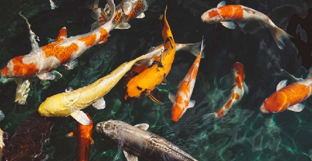 Daftar Harga Ikan Koi Terbaru Januari 2023, Jenis Ikan Terlaris, Pakan dan Cara Merawat