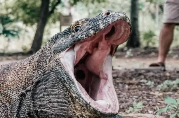 Paket Wisata Komodo
