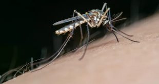 Cara Mengusir Nyamuk Dengan Bahan Alami