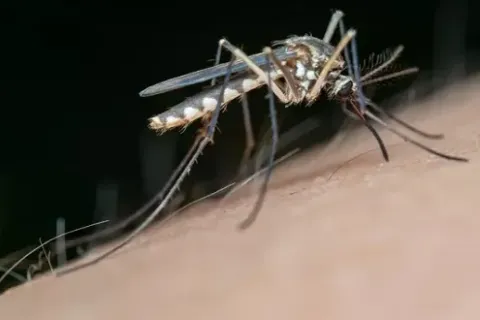 Cara Mengusir Nyamuk Dengan Bahan Alami
