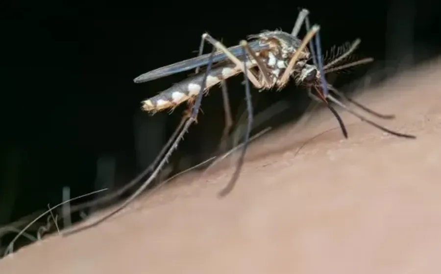 Cara Mengusir Nyamuk Dengan Bahan Alami