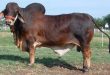 Harga Sapi Brahman Terbaru