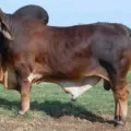 Harga Sapi Brahman Terbaru