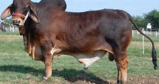 Harga Sapi Brahman Terbaru