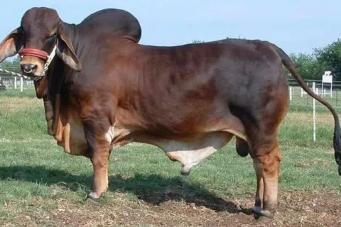 Harga Sapi Brahman Terbaru