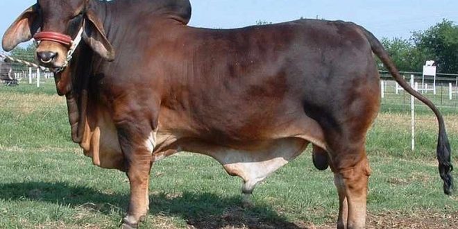 Harga Sapi Brahman Terbaru