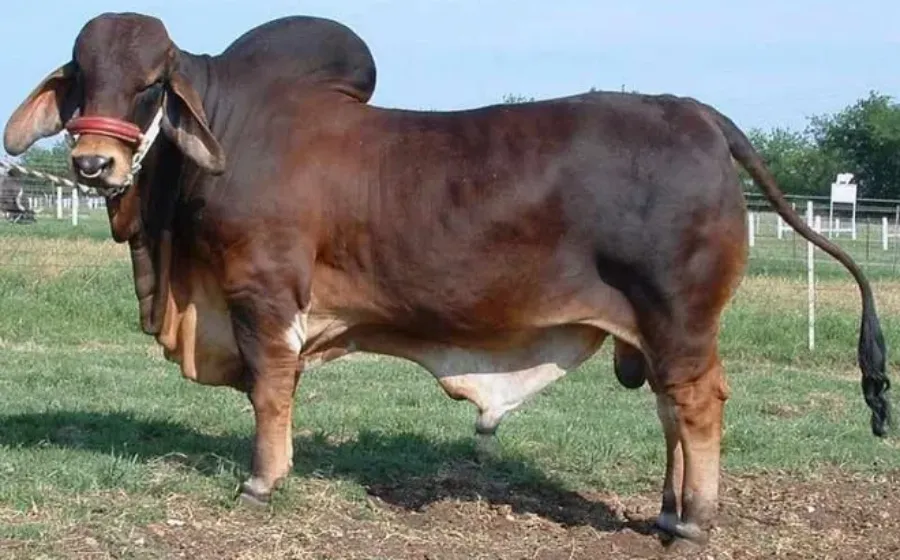 Harga Sapi Brahman Terbaru