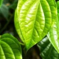 Kelebihan Charm Daun Sirih Solusi Praktis untuk Kesehatan Reproduksi Wanita