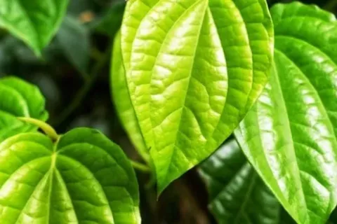 Kelebihan Charm Daun Sirih Solusi Praktis untuk Kesehatan Reproduksi Wanita