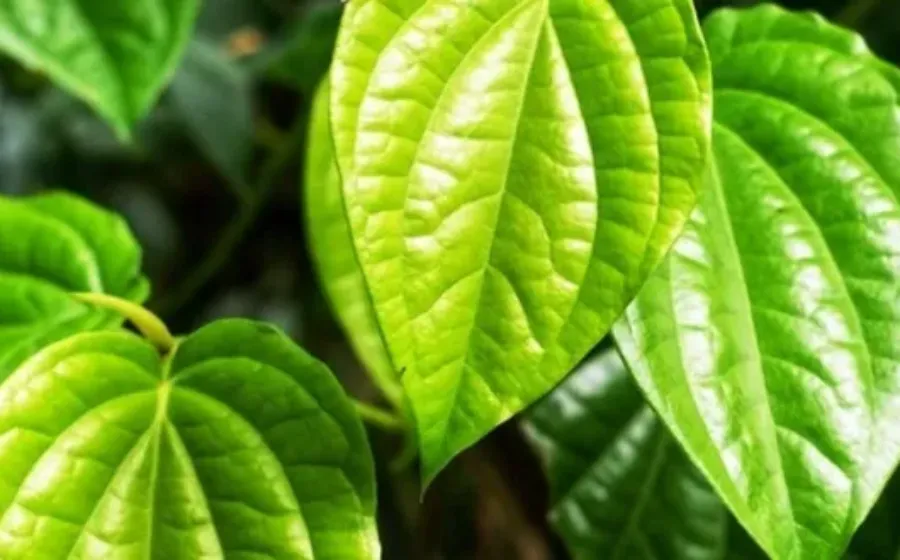 Kelebihan Charm Daun Sirih Solusi Praktis untuk Kesehatan Reproduksi Wanita