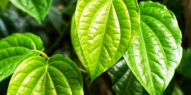 Kelebihan Charm Daun Sirih Solusi Praktis untuk Kesehatan Reproduksi Wanita