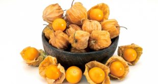 15 Manfaat Buah Ciplukan