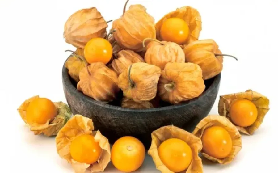 15 Manfaat Buah Ciplukan