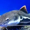 Berbagai Cara Membedakan Ikan Patin Jantan dan Betina yang Bisa Dicoba