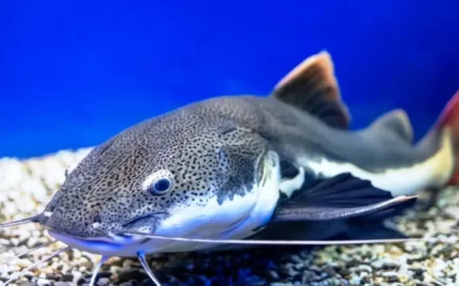 Berbagai Cara Membedakan Ikan Patin Jantan dan Betina yang Bisa Dicoba
