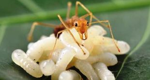 Cara Ternak Keroto agar Cepat Bertelur Panduan Lengkap untuk Pemula