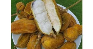 Manfaat Buah Salju Khas Bali Untuk Kesehatan