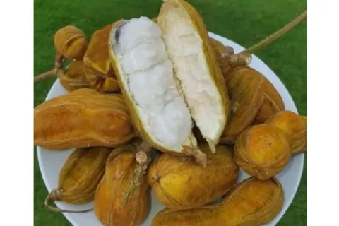 Manfaat Buah Salju Khas Bali Untuk Kesehatan