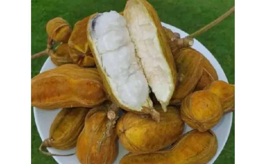 Manfaat Buah Salju Khas Bali Untuk Kesehatan