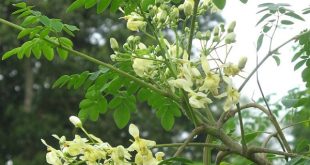 Manfaat Kegunaan Daun Kelor dan Tabel Kandungannya