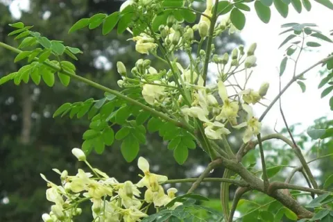 Manfaat Kegunaan Daun Kelor dan Tabel Kandungannya