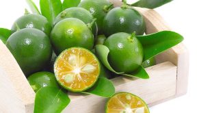 Cara Menurunkan Hpertensi Dengan Jeruk Kasturi