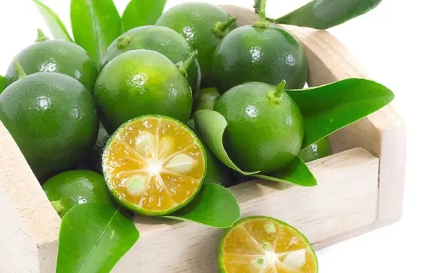 Cara Menurunkan Hpertensi Dengan Jeruk Kasturi