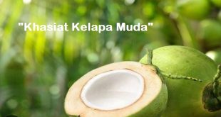 Manfaat dan Khasiat Kelapa Muda