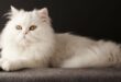 Jenis Kucing Peliharaan yang Bisa Bikin Hidup Kamu Lebih Berwarna