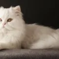 Jenis Kucing Peliharaan yang Bisa Bikin Hidup Kamu Lebih Berwarna