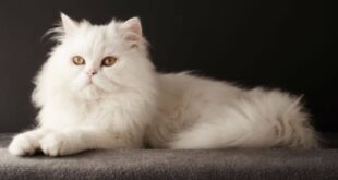Jenis Kucing Peliharaan yang Bisa Bikin Hidup Kamu Lebih Berwarna
