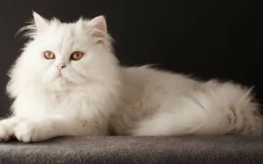 Jenis Kucing Peliharaan yang Bisa Bikin Hidup Kamu Lebih Berwarna